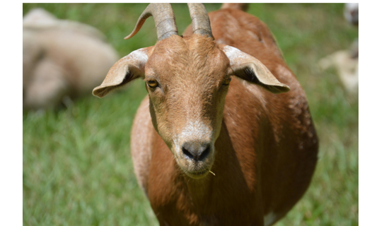 Full Goat